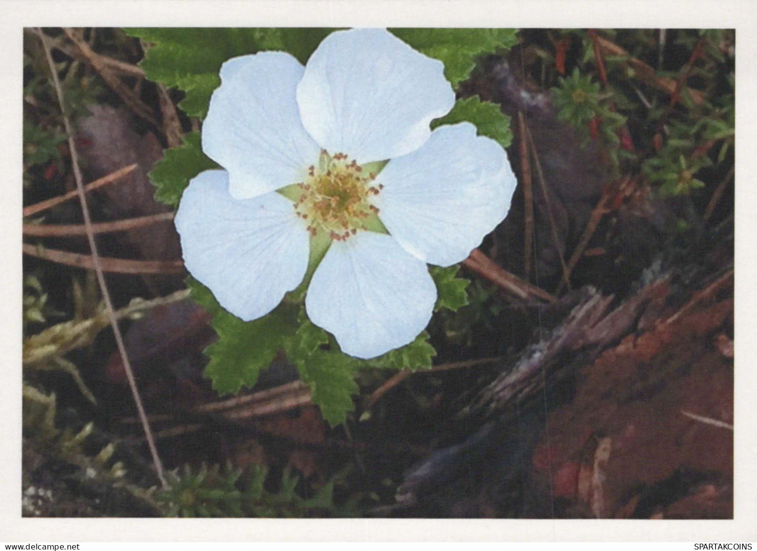 FLOWERS Vintage Postcard CPSM #PBZ105.GB - Flowers