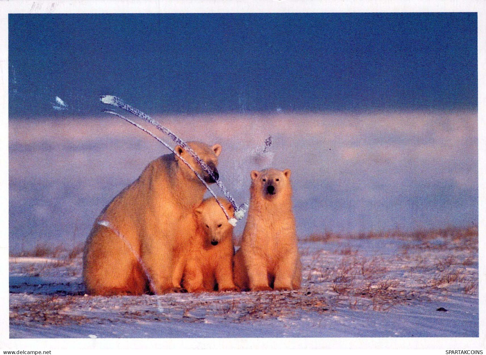 BEAR Animals Vintage Postcard CPSM #PBS246.GB - Beren