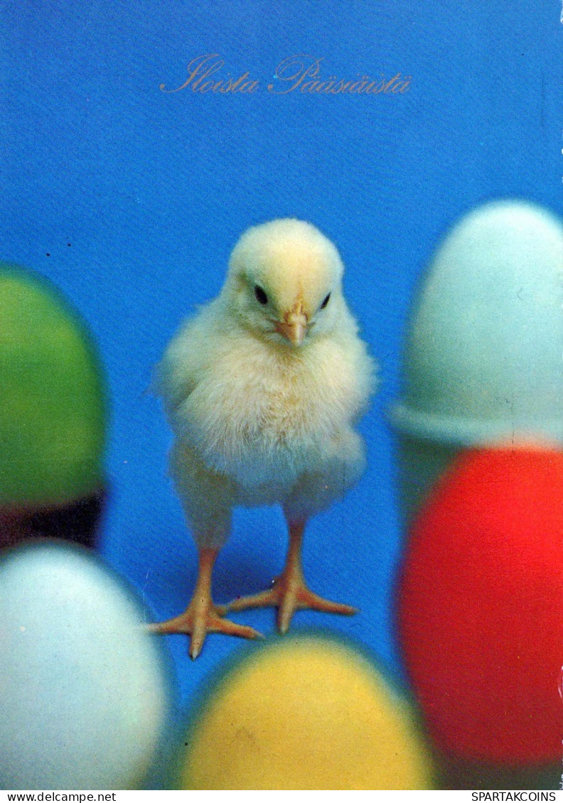 EASTER CHICKEN EGG Vintage Postcard CPSM #PBP071.GB - Pascua