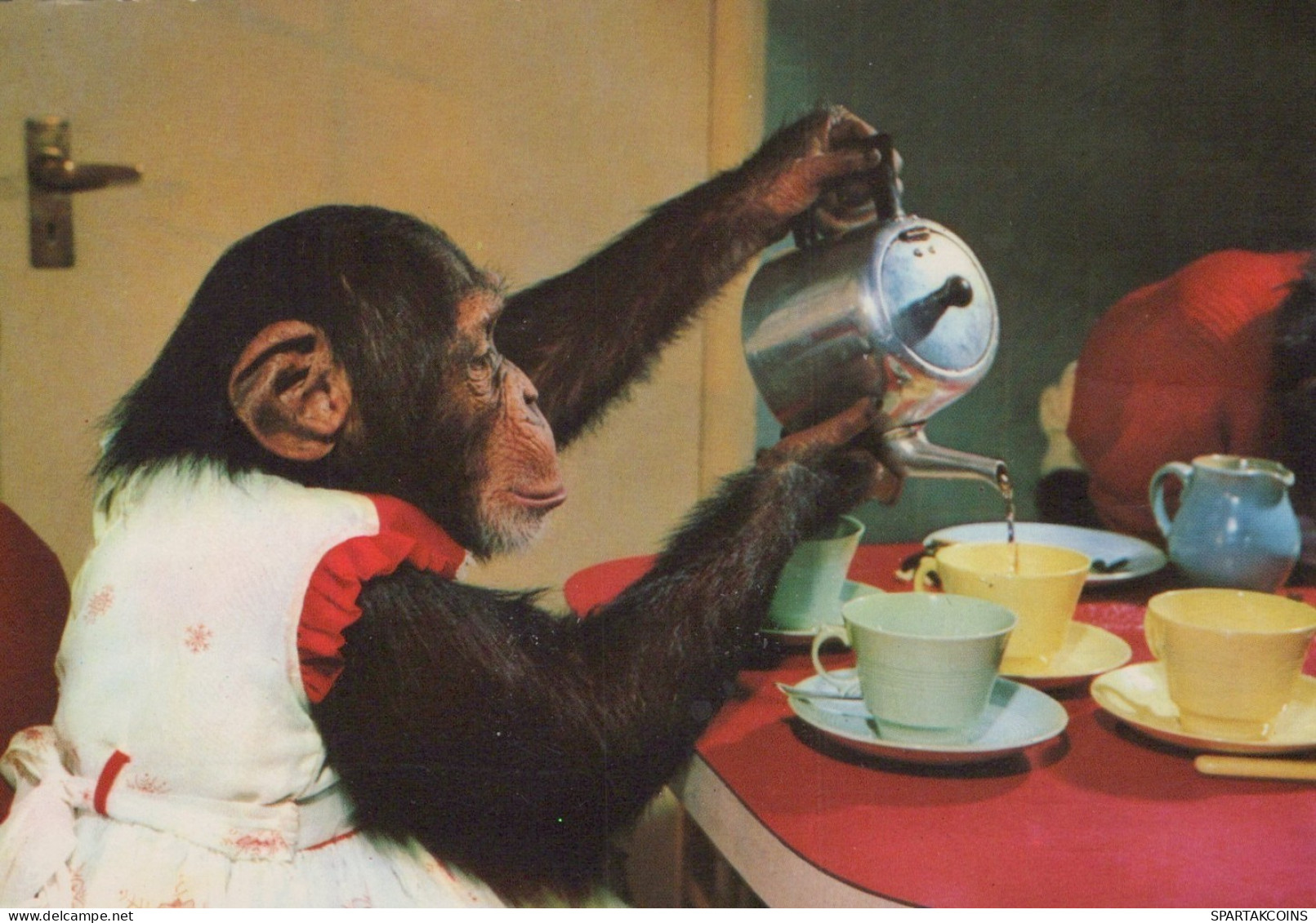 MONKEY Animals Vintage Postcard CPSM #PAN973.GB - Scimmie