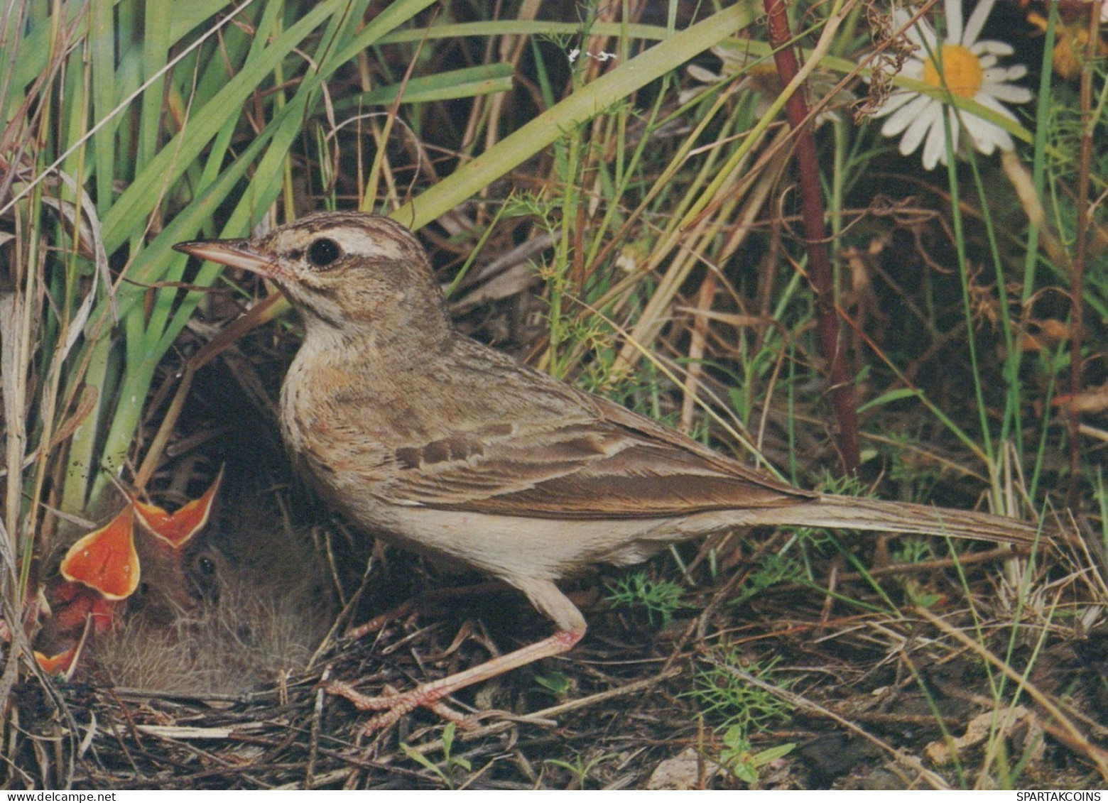 PÁJARO Animales Vintage Tarjeta Postal CPSM #PAN386.ES - Vögel