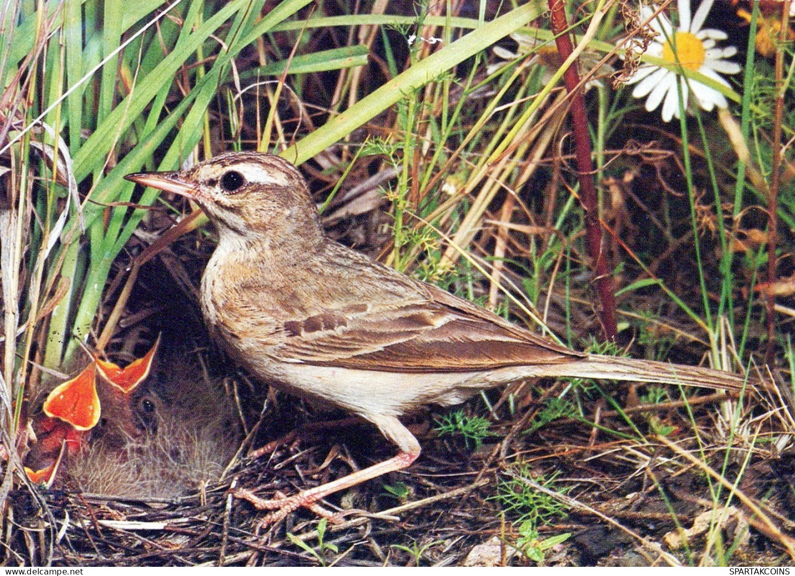 PÁJARO Animales Vintage Tarjeta Postal CPSM #PAN386.ES - Vögel