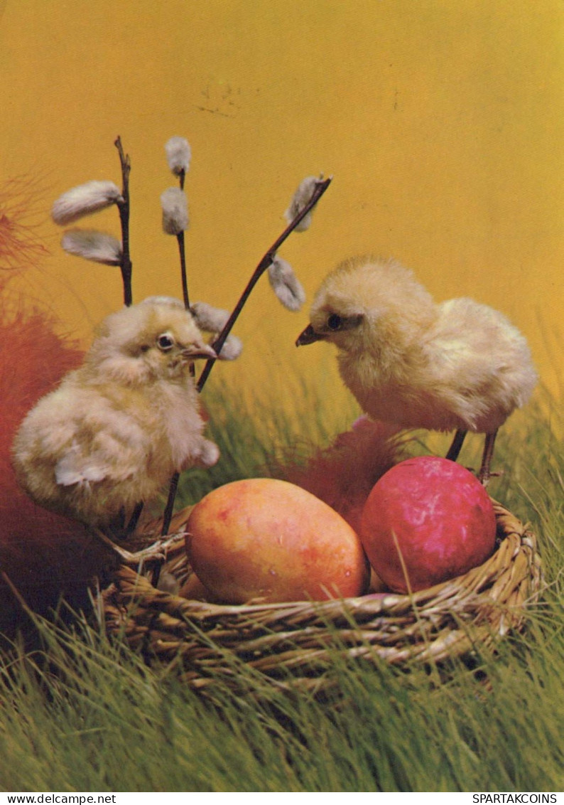 PÂQUES POULET ŒUF Vintage Carte Postale CPSM #PBO694.FR - Easter