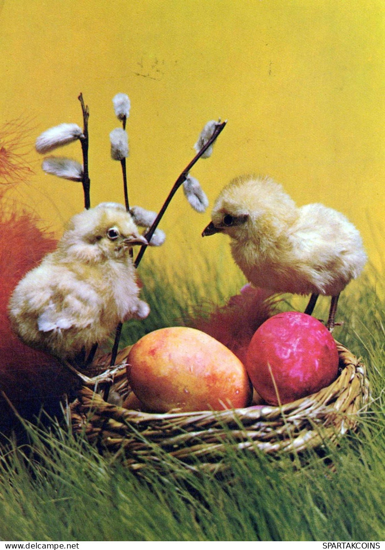 PÂQUES POULET ŒUF Vintage Carte Postale CPSM #PBO694.FR - Easter