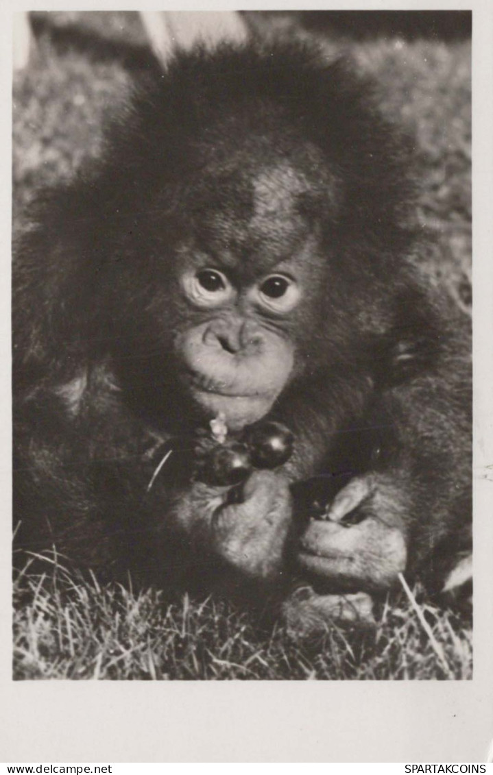 AFFE Vintage Ansichtskarte Postkarte CPSMPF #PKG941.DE - Monkeys