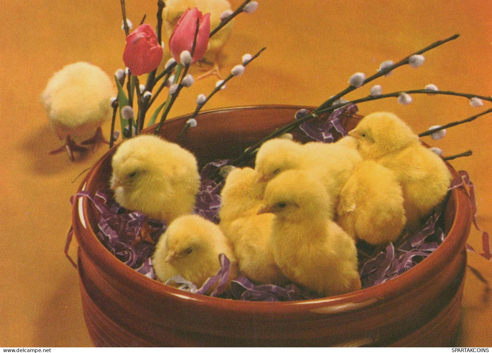 PASQUA POLLO Vintage Cartolina CPSM #PBO947.IT - Easter