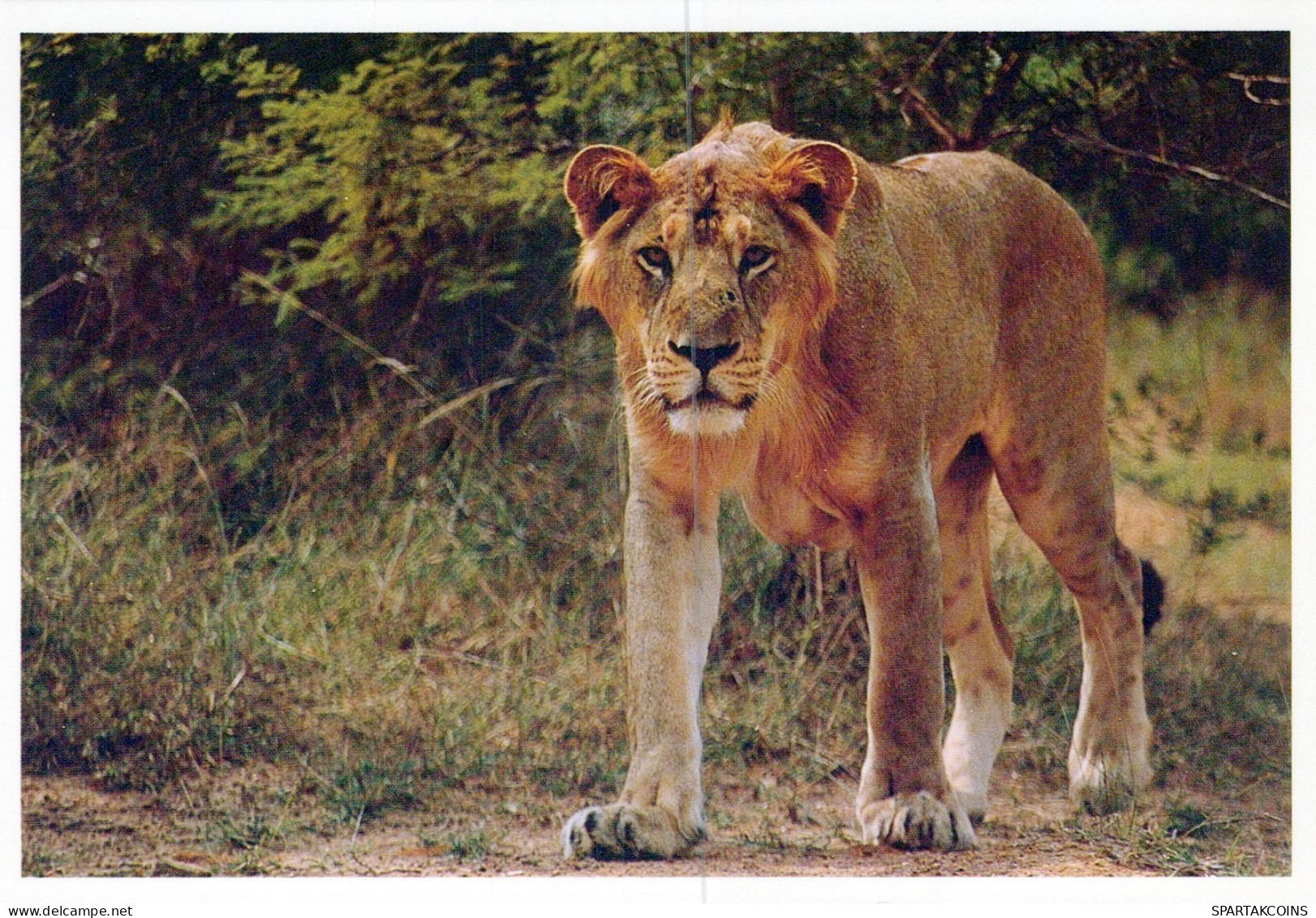 LYNX GRANDE GATTO Animale Vintage Cartolina CPSM Unposted #PAM015.IT - Sonstige & Ohne Zuordnung