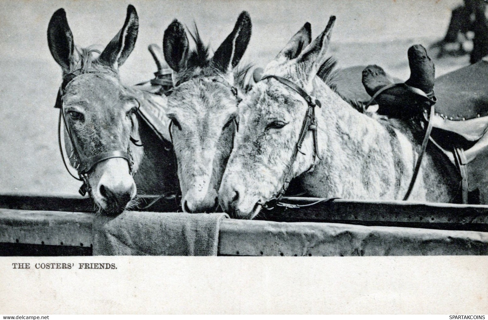 ASINO Animale Vintage CPA Cartolina #PAA016.IT - Ezels