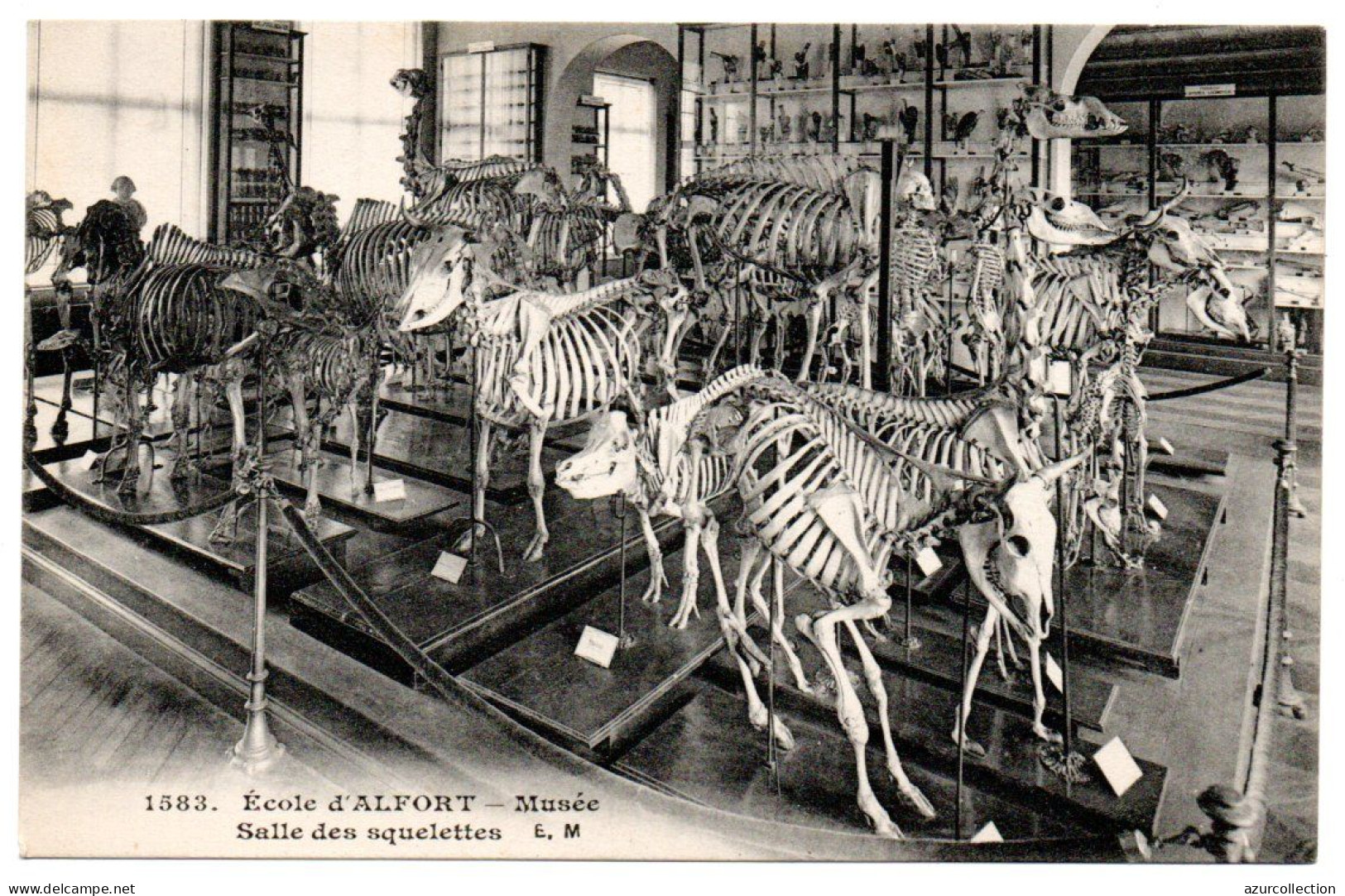 Ecole Nationale Vétérinaire. Musée. Salle Des Squelettes - Maisons Alfort