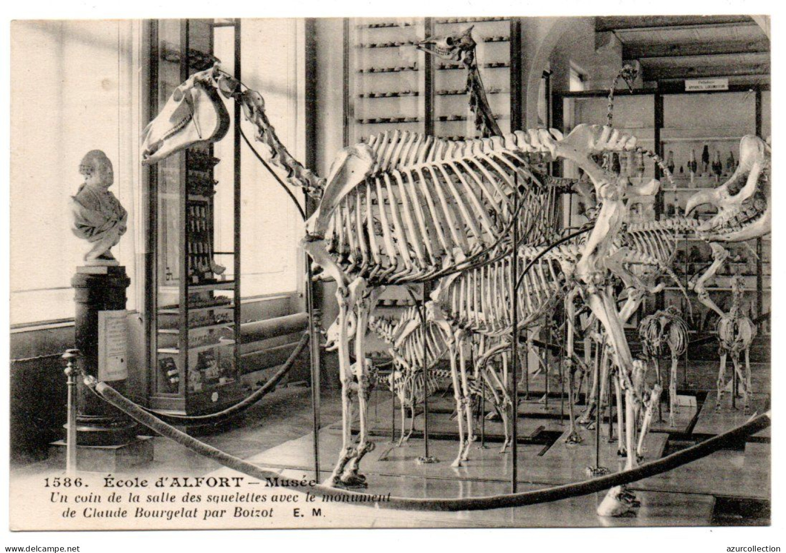 Ecole Nationale Vétérinaire. Musée. Un Coin De La Salle Des Squelettes - Maisons Alfort