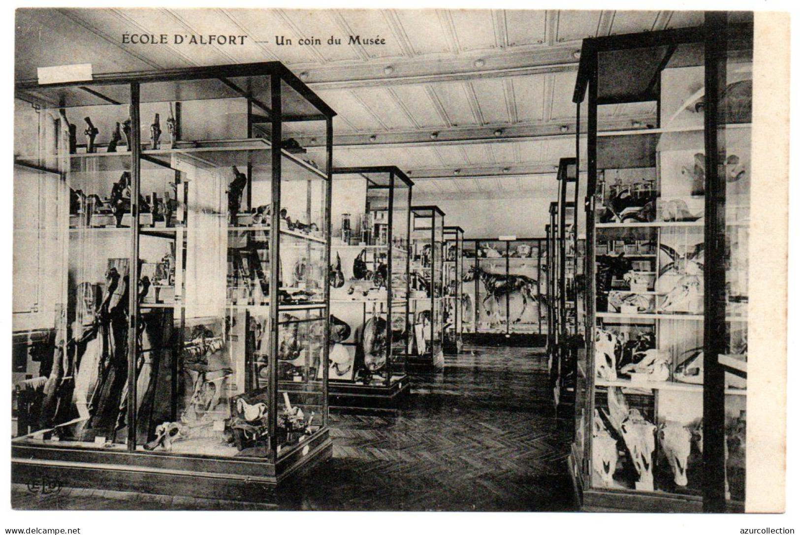 Ecole Nationale Vétérinaire. Un Coin Du Musée - Maisons Alfort