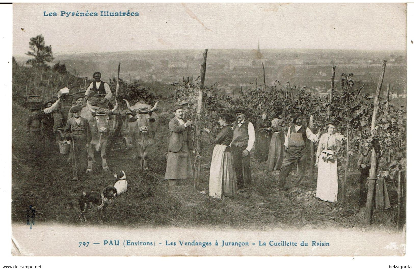 PAU - JURANCON - ( Environs ) - Les Vendanges à Jurançon  -  La Cueillette Du Raisin - Weinberge