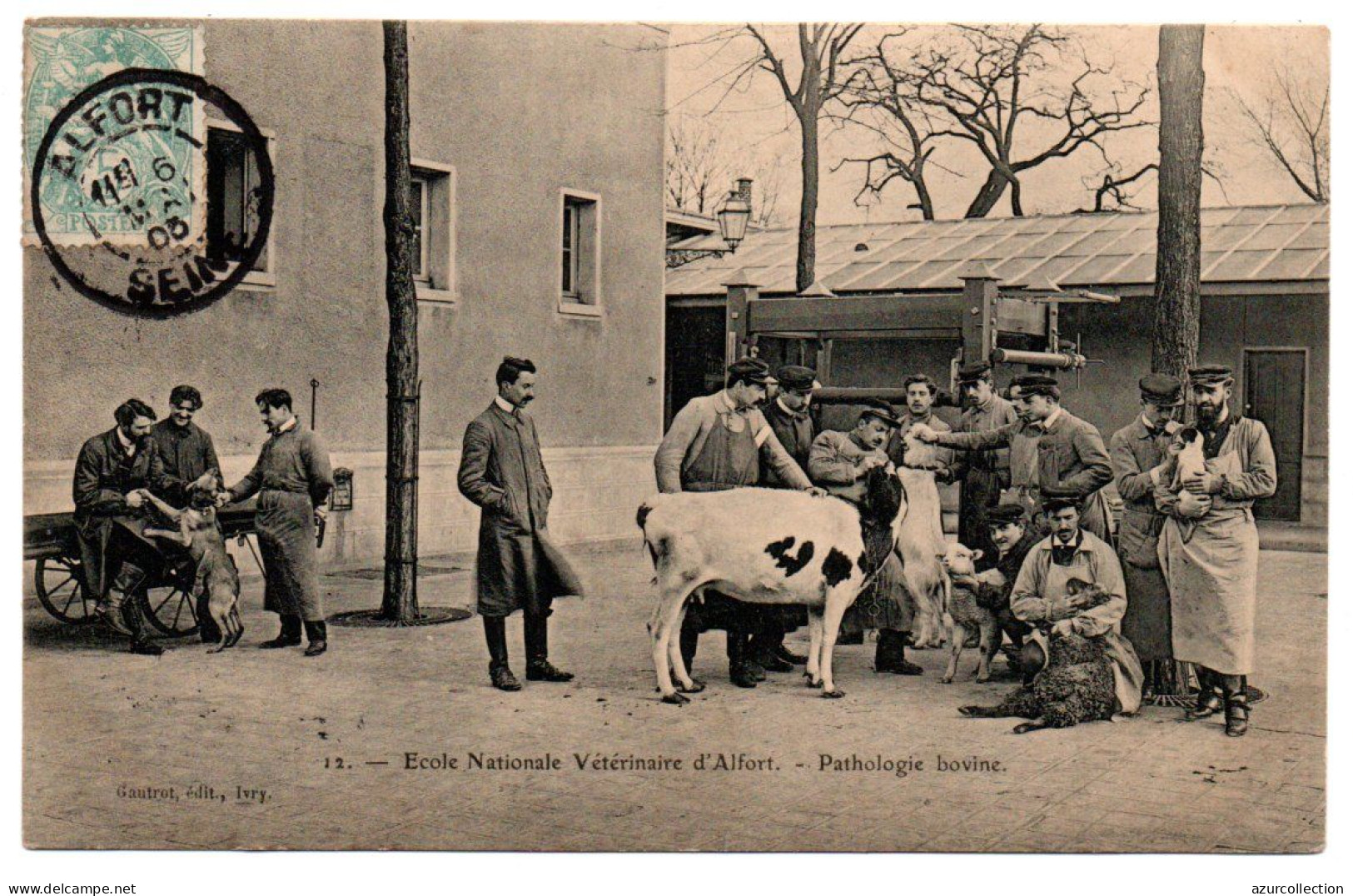 Ecole Nationale Vétérinaire. Pathologie Bovine - Maisons Alfort