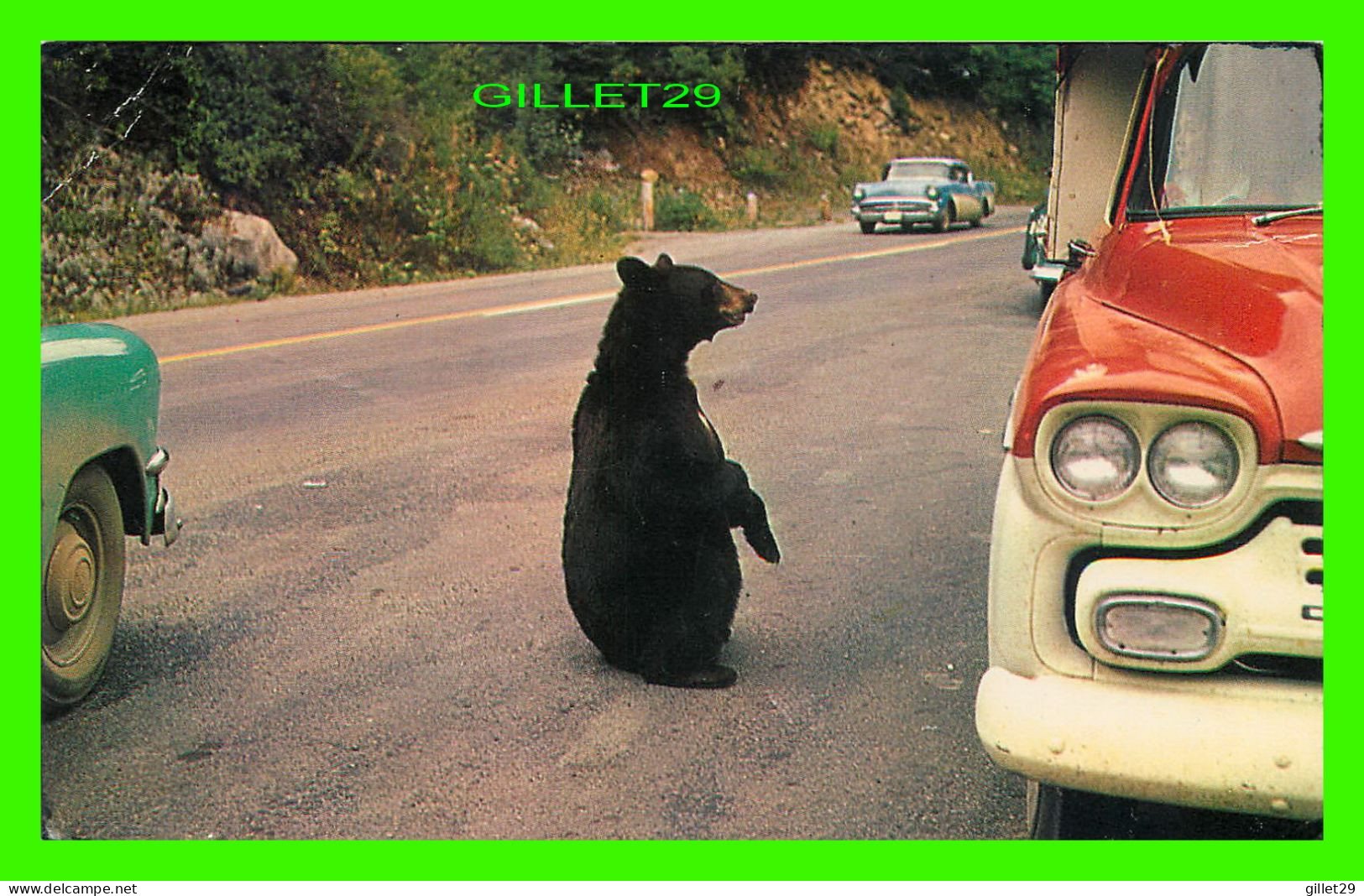 GLACIER NATIONAL PARK, MT - BEGGING BLACK BEAR ON GOING TO THE SUN ROAD - BOB ANDERSON POSTCARDS - - Sonstige & Ohne Zuordnung