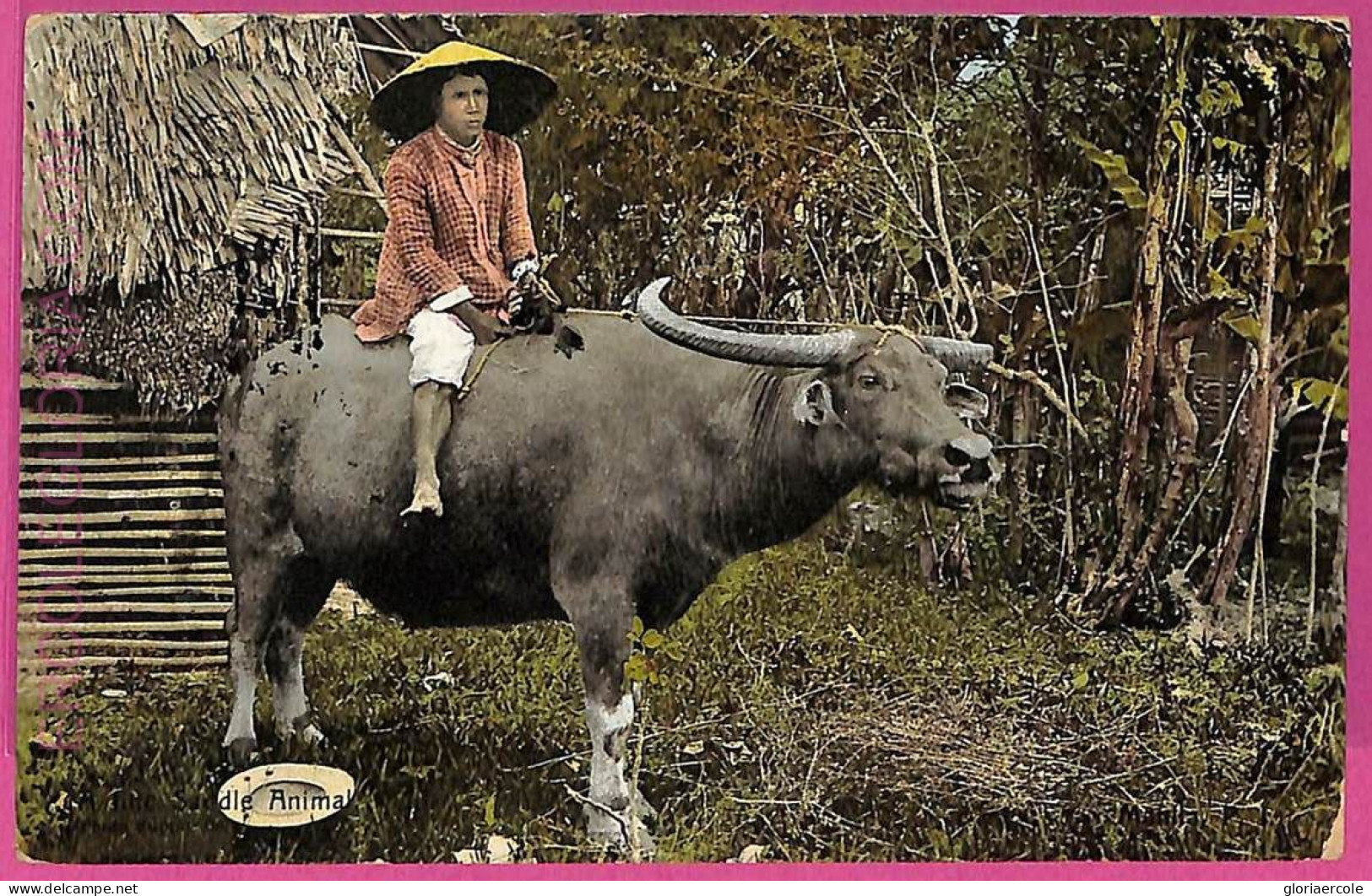 Ag3571 -  Philippines - VINTAGE POSTCARD  - Ethnic, Animals - Filippijnen