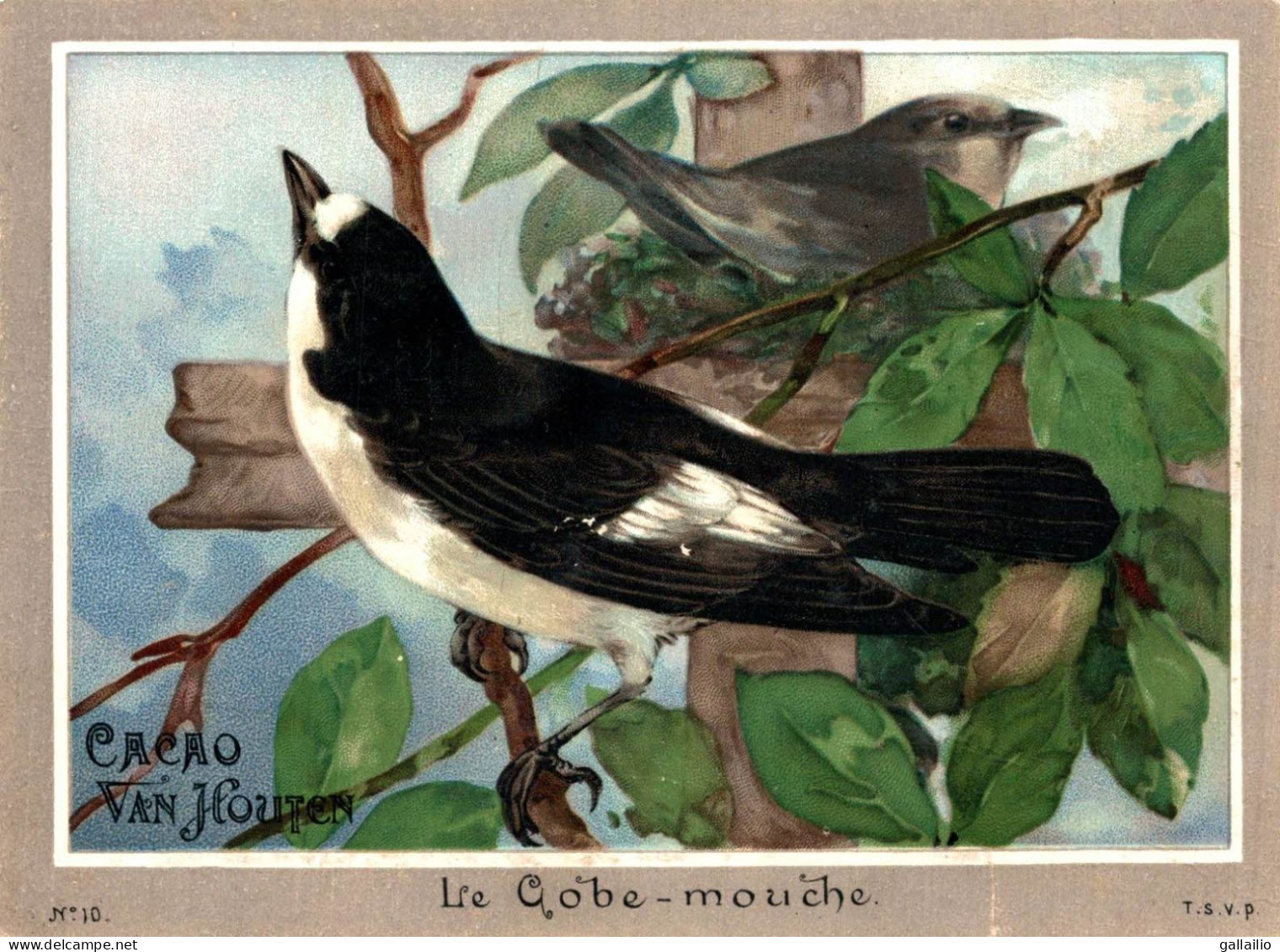 CHROMO GRAND FORMAT CACAO VAN HOUTEN LE GOBE MOUCHE - Van Houten