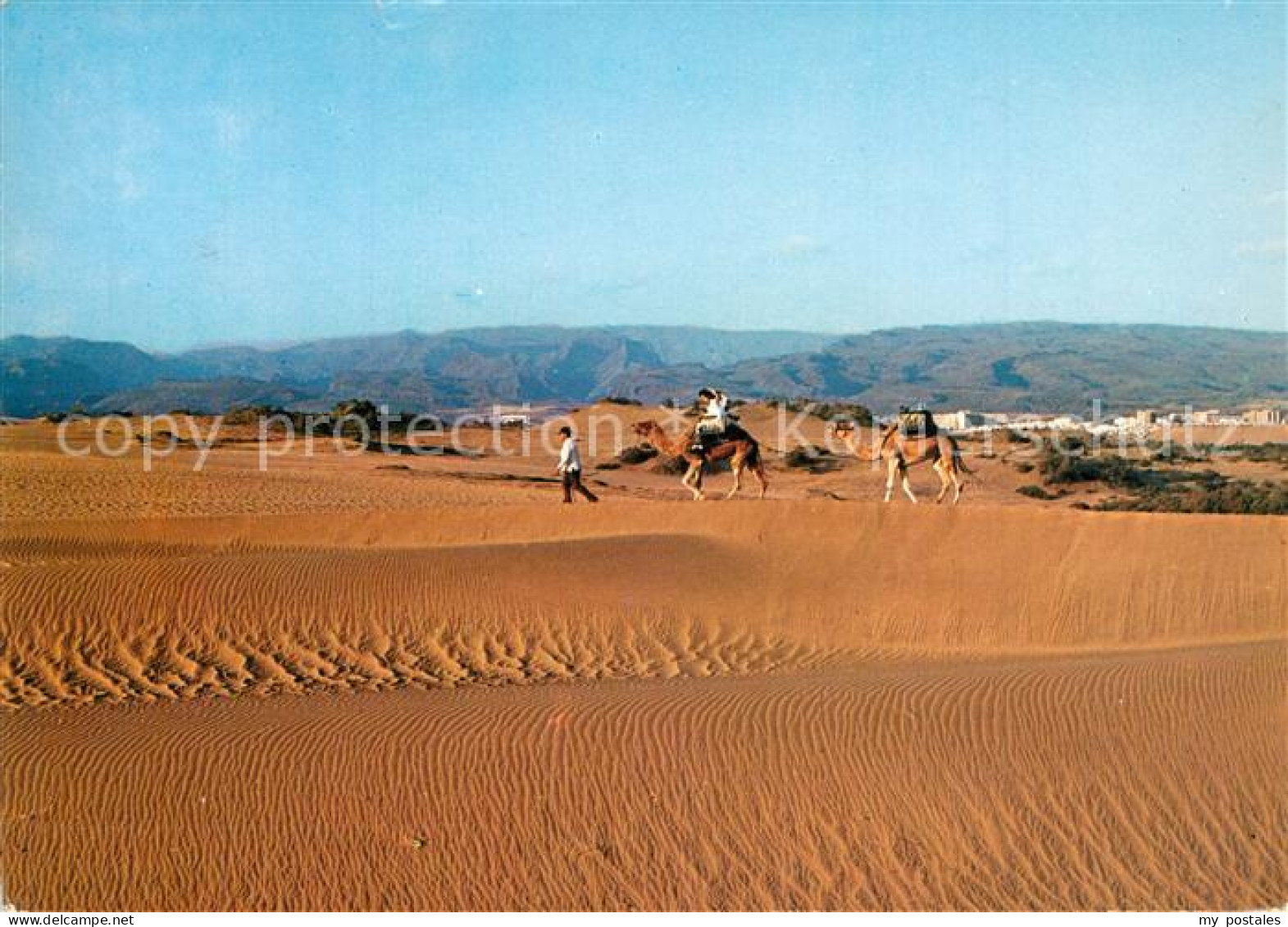 73302502 Maspalomas Dunas Duenenlandschaft Kamele Maspalomas - Sonstige & Ohne Zuordnung