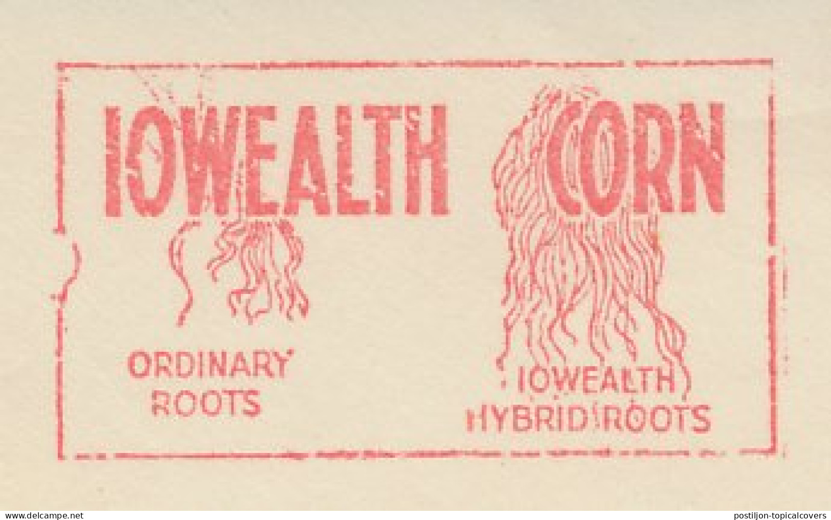 Meter Cut USA 1937 Corn - Iowealth Hybrid Roots - Sioux City - Landwirtschaft