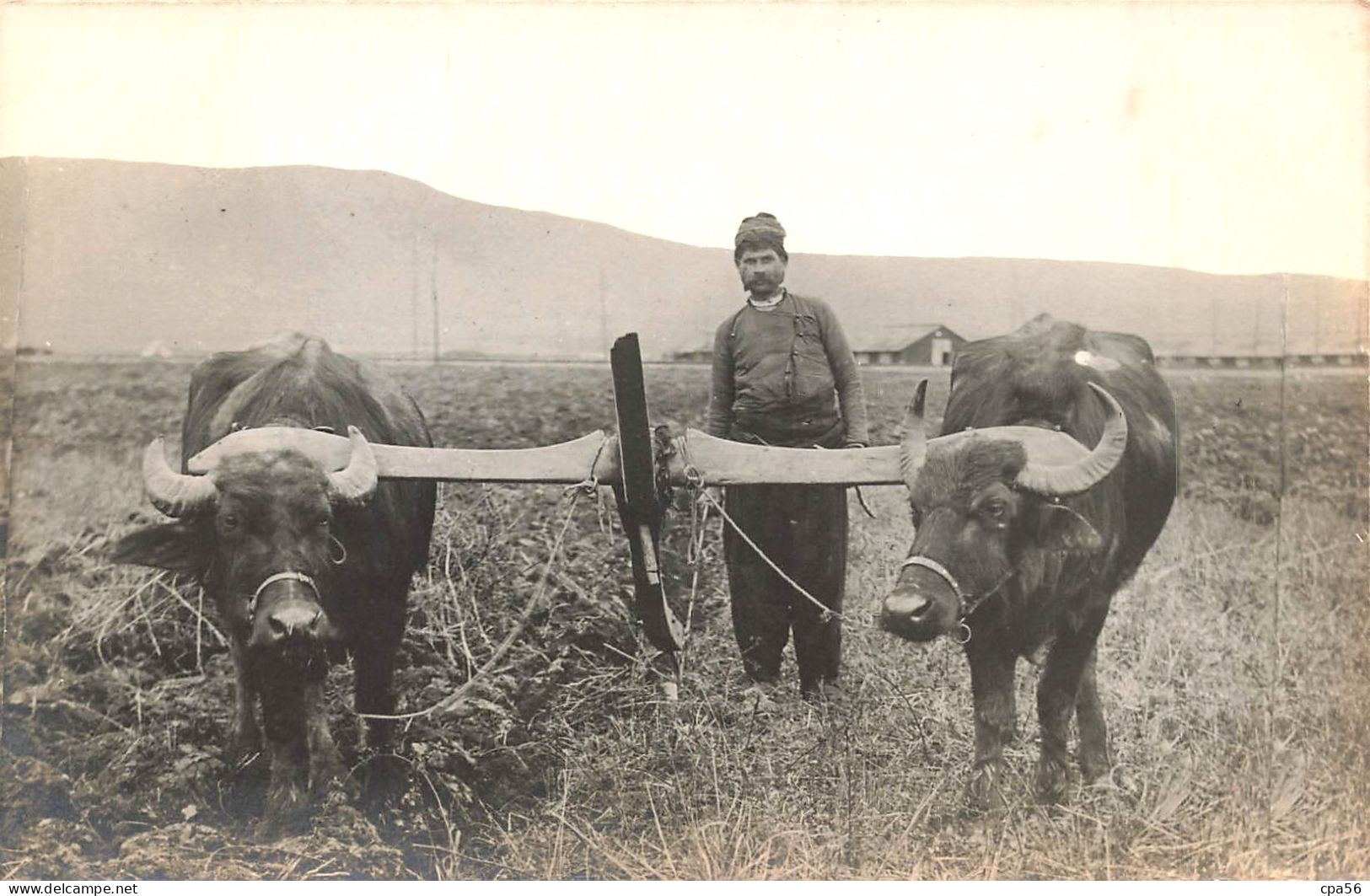 CARTE PHOTO 1917 - ALBANIA - PAYSAN Des Environs De Pogradec - Attelage De Boeufs - Albanie