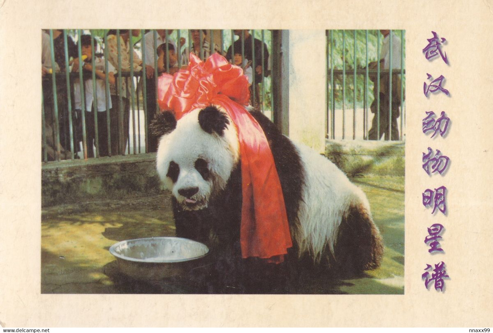 China - The World's Longest-lived Giant Panda, DU DU's 37th Birthday Banquet, 1999, Wuhan Zoo, Posted - Bären