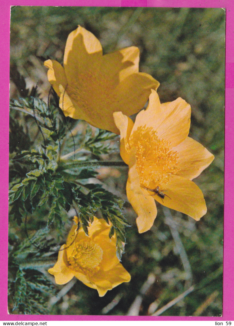 293833 / Italy - Anemone Giallo Anemonoides Ranunculoides Plant PC 1993 Milano USED 100+250 L Rocca Di Mondavio  - 1991-00: Marcophilia