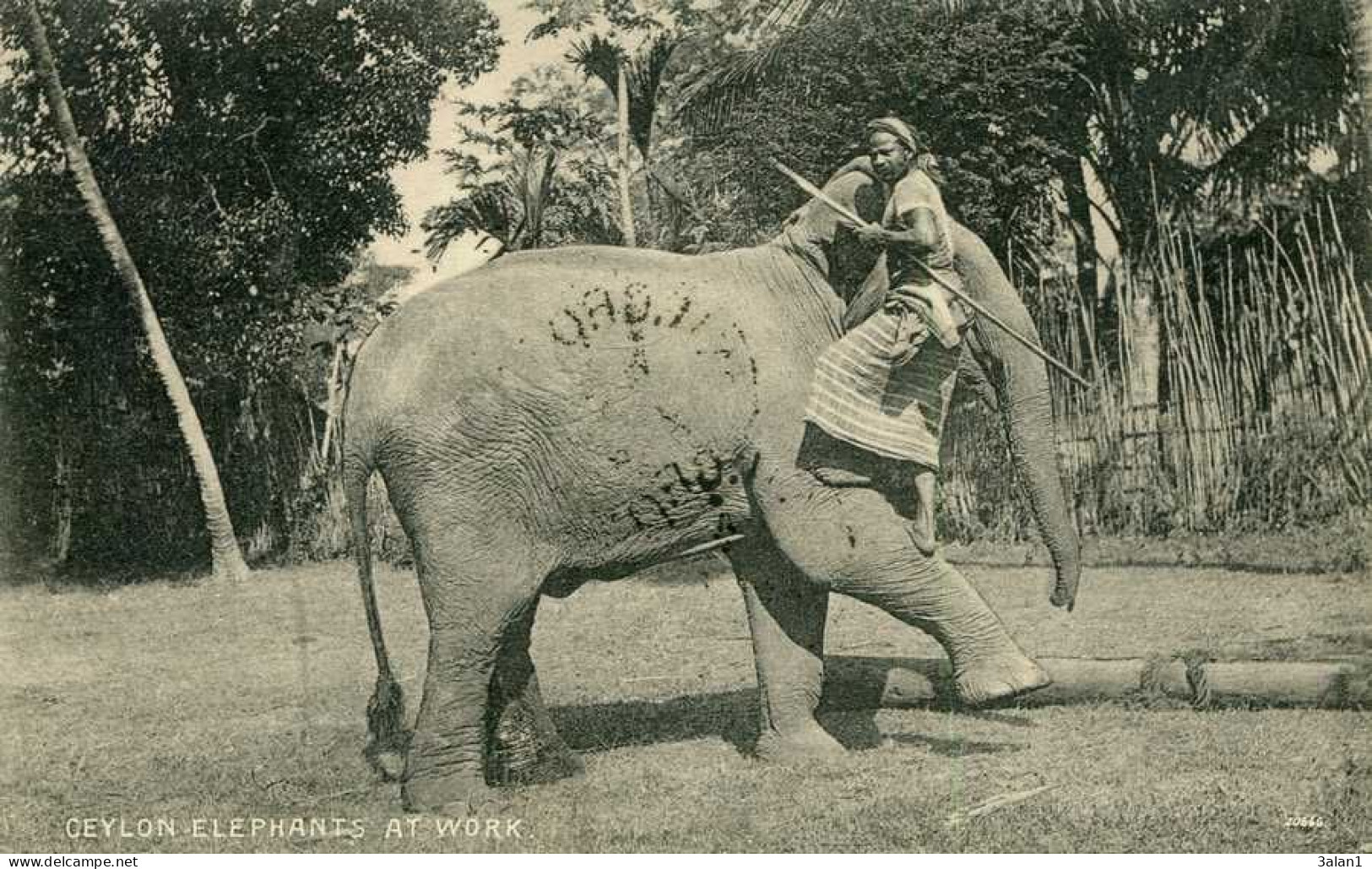 CEYLAN  Shri Lanka Ceylon =  Elephants At Work    5847 - Sri Lanka (Ceylon)