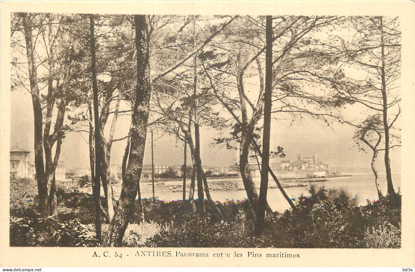 06 - ANTIBES - PANORAMA ENTRE LES PINS MARITIMES - Autres & Non Classés