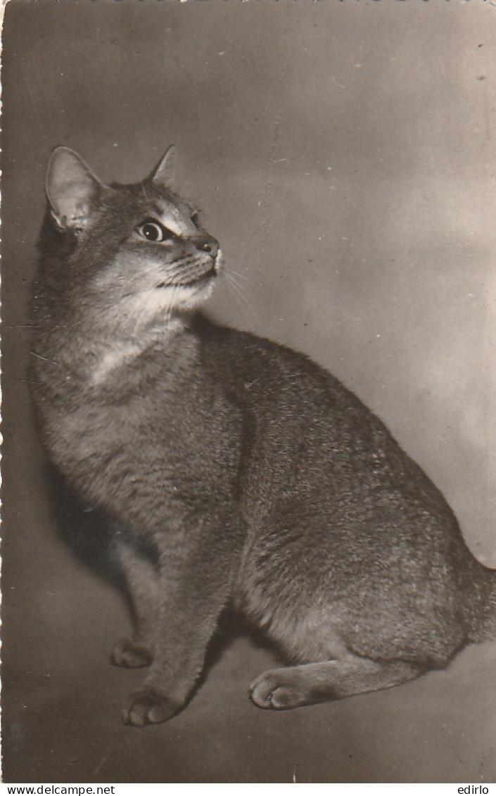  ***  CHATS *** CHATTS CHATONS  --  Chat  Superbe Photo Timbrée 1962  -- N° 692 / 5  - Gatti