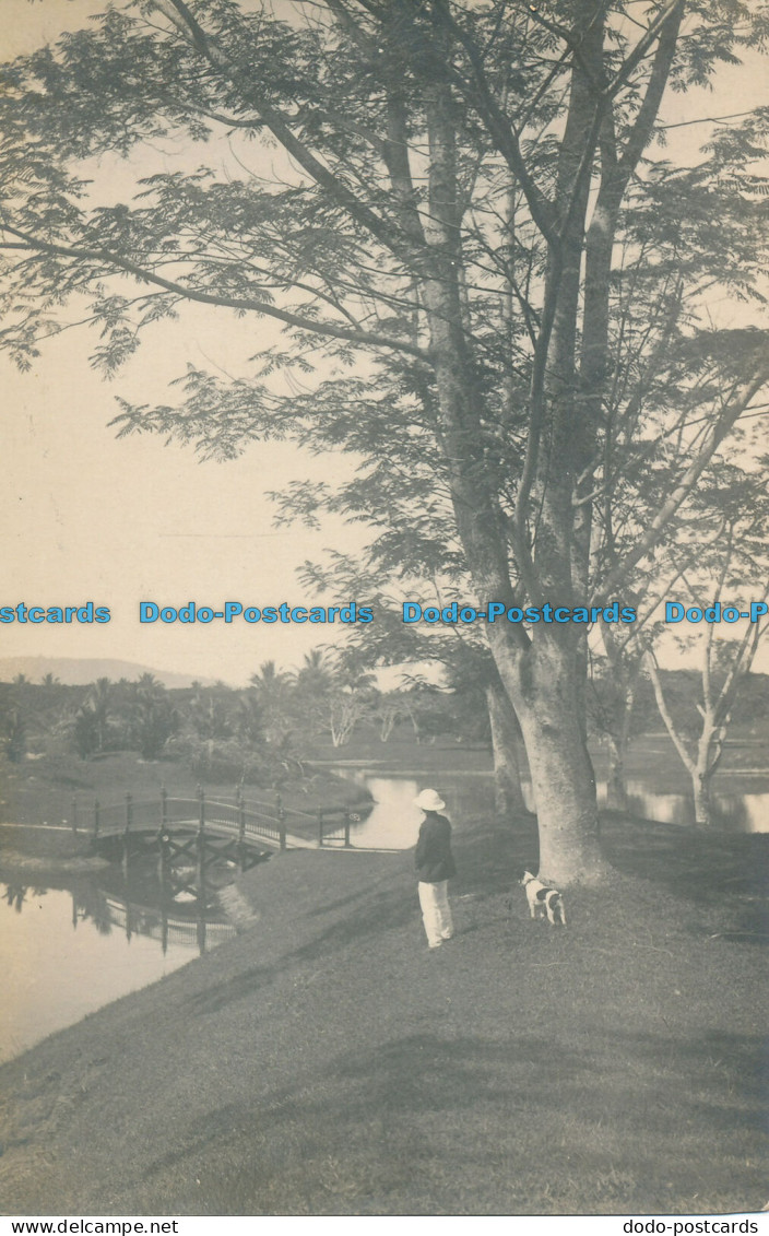 R031531 Old Postcard. Lake And A Man With Dog Near The Tree - Wereld