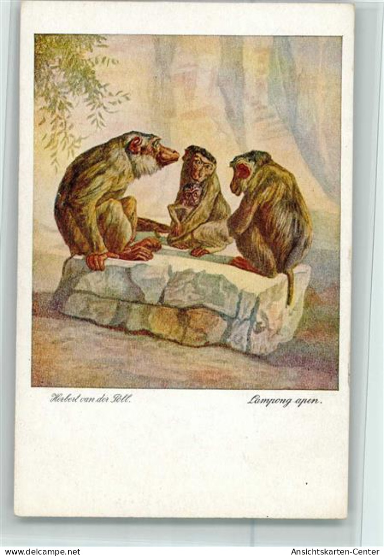 10520807 - Affen Lumpeng Apen - Herbert Van Des Poll, - Monkeys