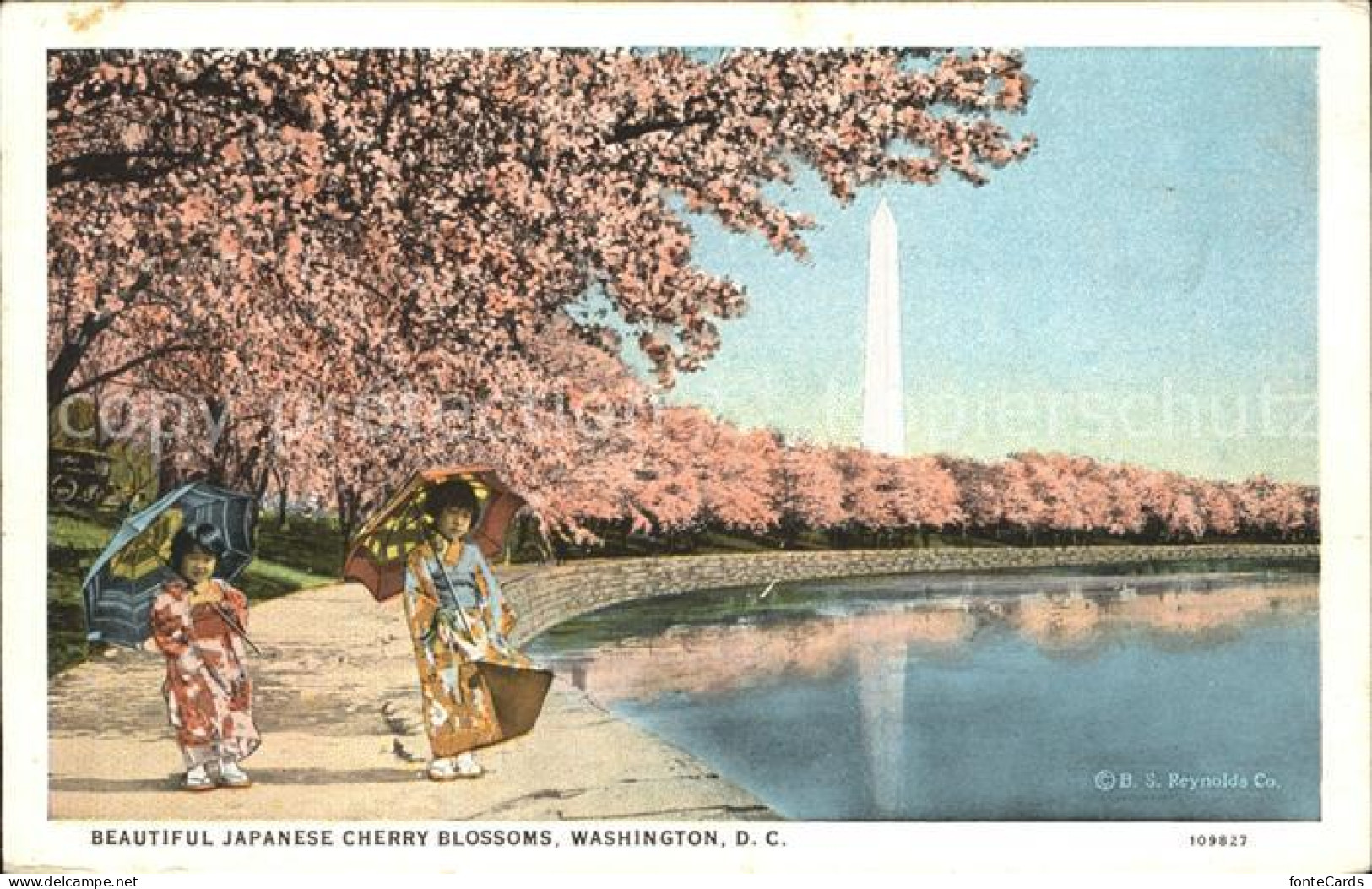 11671279 Washington DC Japanese Cherry Blossoms Potomac Parc  - Washington DC