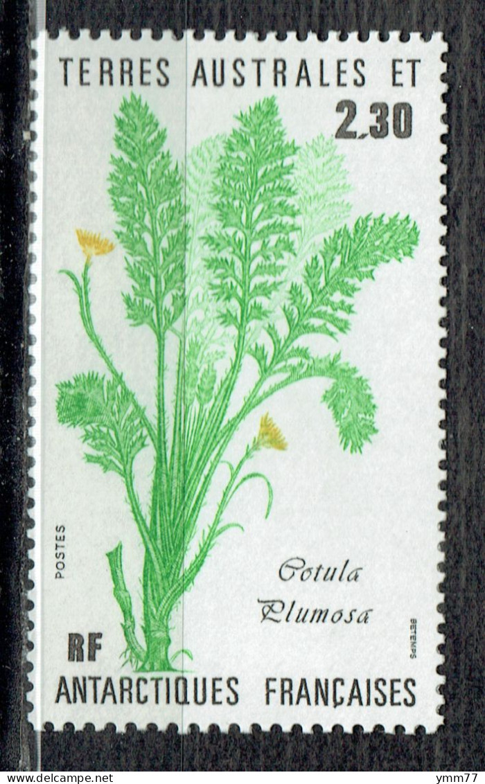 Flore Antarctique : Cotula Plumosa - Unused Stamps