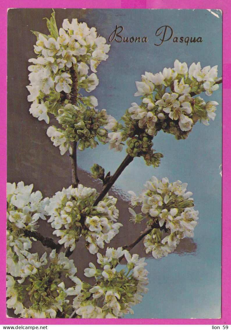 293848 / Italy - Buona Pasqua Happy Easter PC 1984 Bari - Palese USED - 300 L Castello Normanno Svevo Bari - 1981-90: Marcofilie