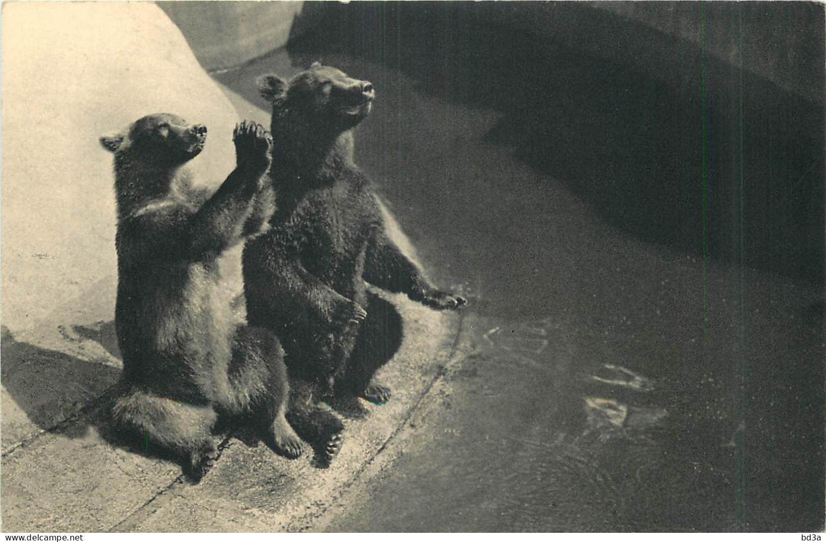 CPA - OURS - PARC ZOOLOGIQUE DU BOIS DE VINCENNES - PARIS - Bears