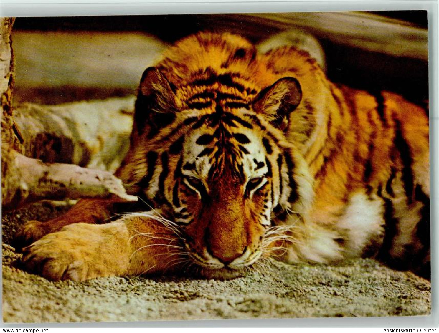 10507107 - Raubkatzen Sibirischer Tiger - Planet Verlag - Lions
