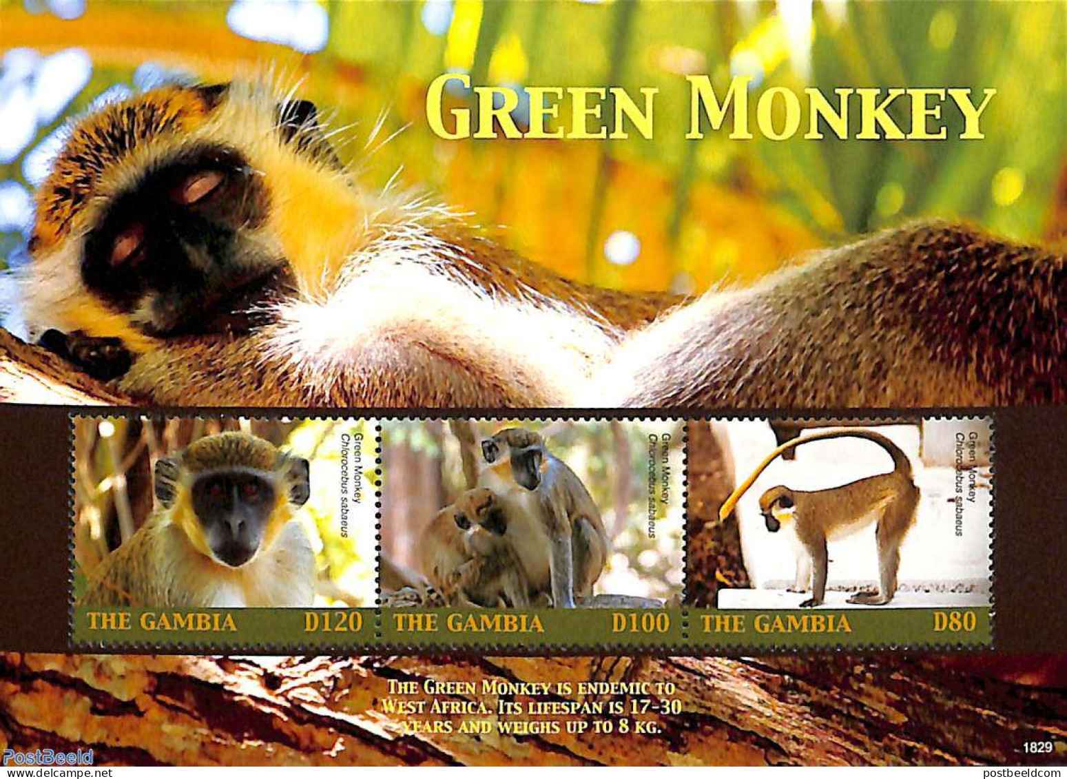 Gambia 2018 Green Monkey 3v M/s, Mint NH, Nature - Animals (others & Mixed) - Monkeys - Wild Mammals - Gambia (...-1964)
