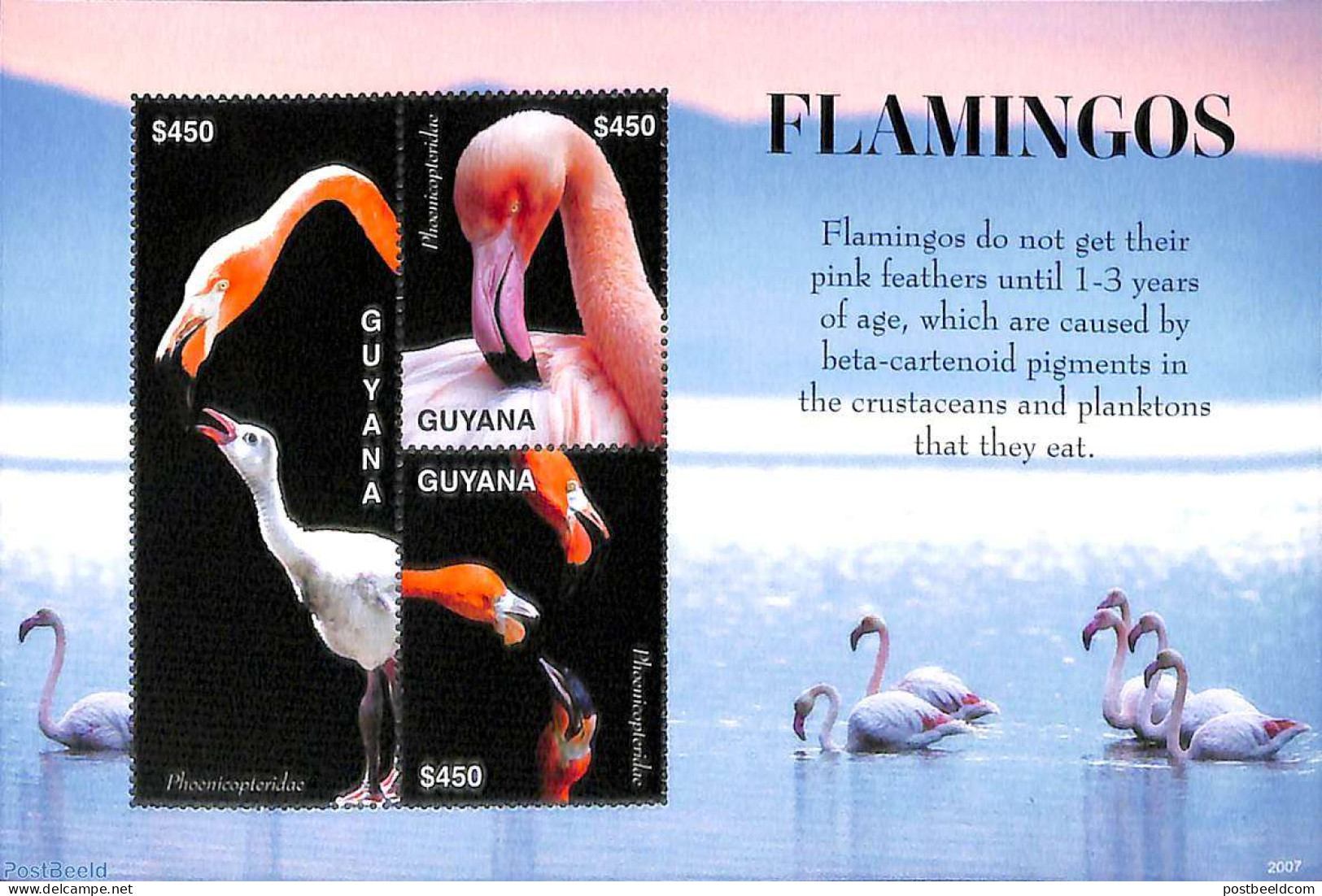 Guyana 2020 Flamingos 3v M/s, Mint NH, Nature - Birds - Guyane (1966-...)