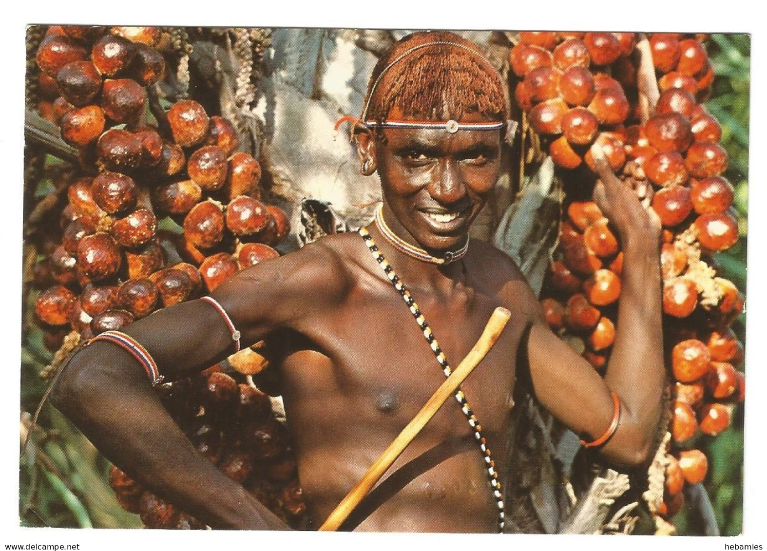 FRUITS Of The DUM-DUM PALMTREE - KENYA - - Kenia