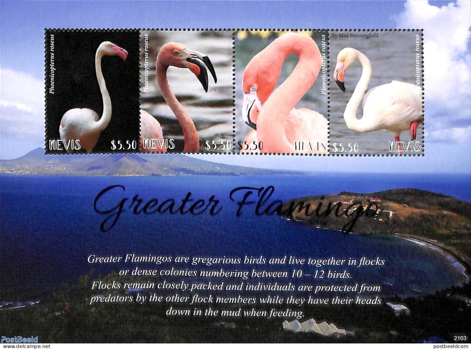 Nevis 2021 Greater Flamingo 4v M/s, Mint NH, Nature - Birds - St.Kitts-et-Nevis ( 1983-...)