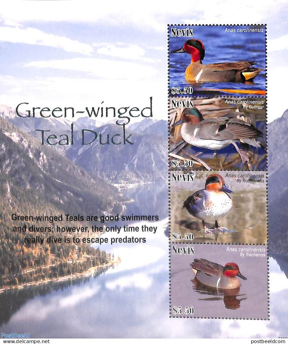 Nevis 2021 Green Winged Teal Duck 4v M/s, Mint NH, Nature - Birds - Ducks - St.Kitts Und Nevis ( 1983-...)