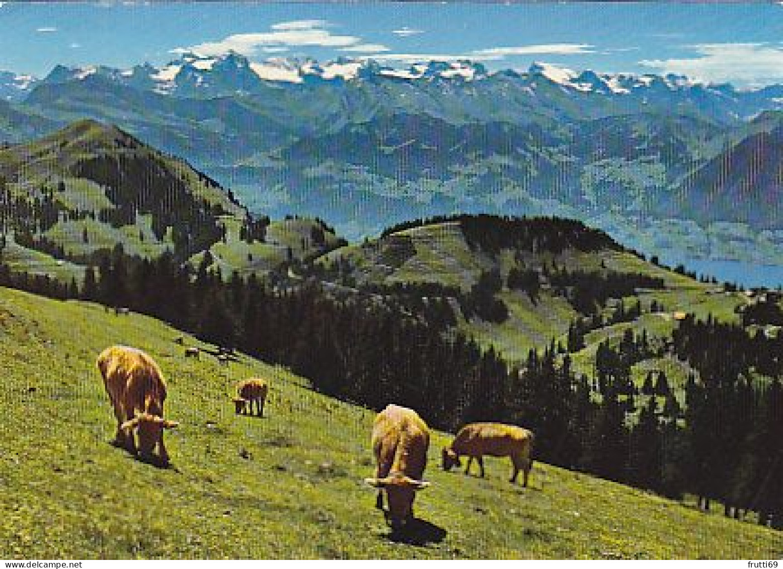 AK 210348 COW / KUH - Blick Auf Rigi-Kulm - Mucche