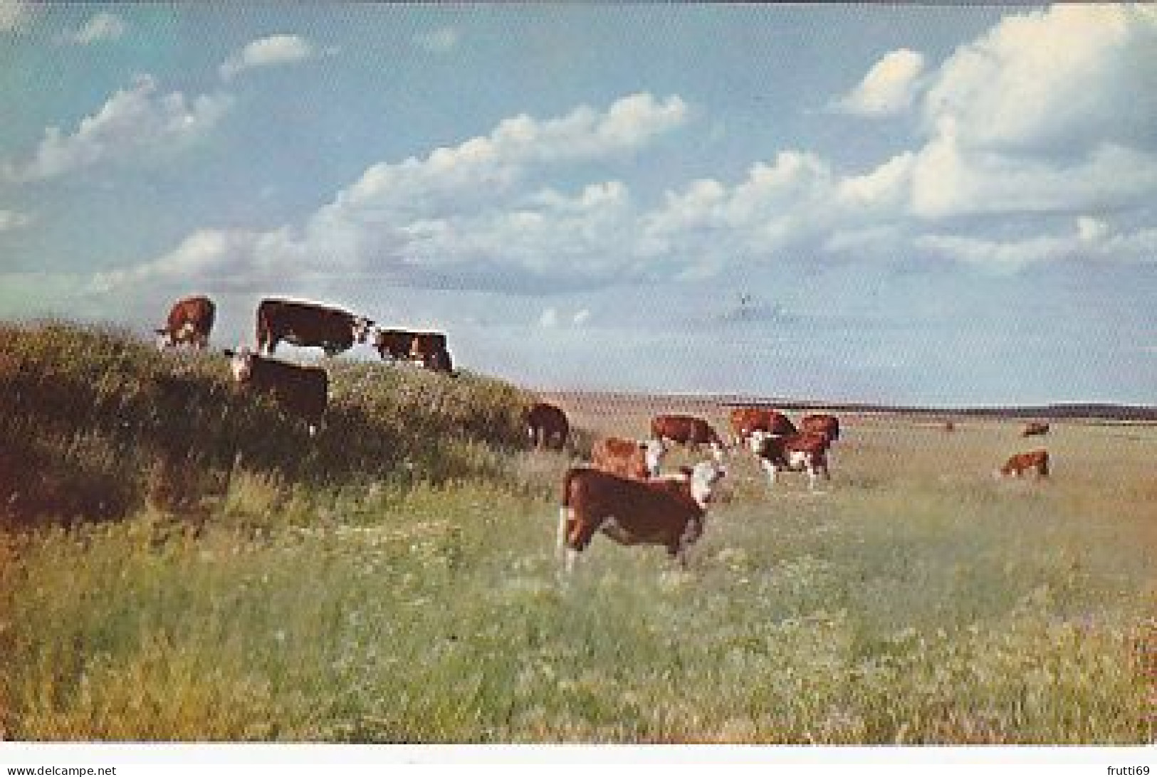 AK 210350 COW / KUH ... - Vaches