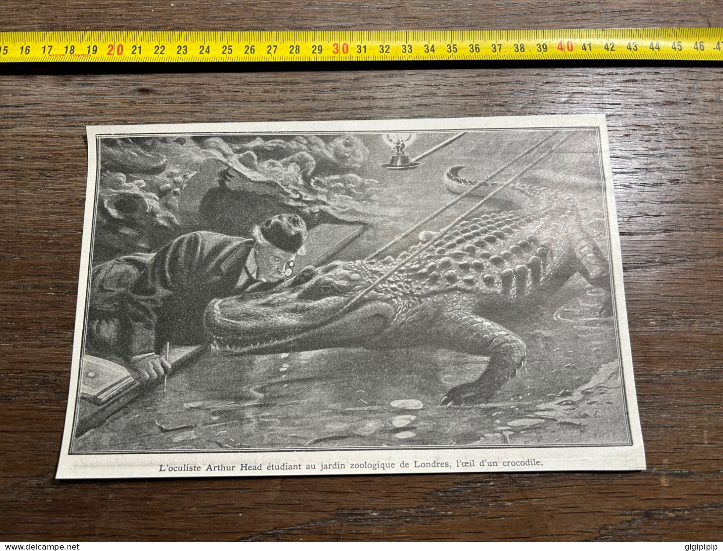 1908 PATI L'oculiste Arthur Head étudiant Au Jardin Zoologique De Londres, L'œil D'un Crocodile. - Collections