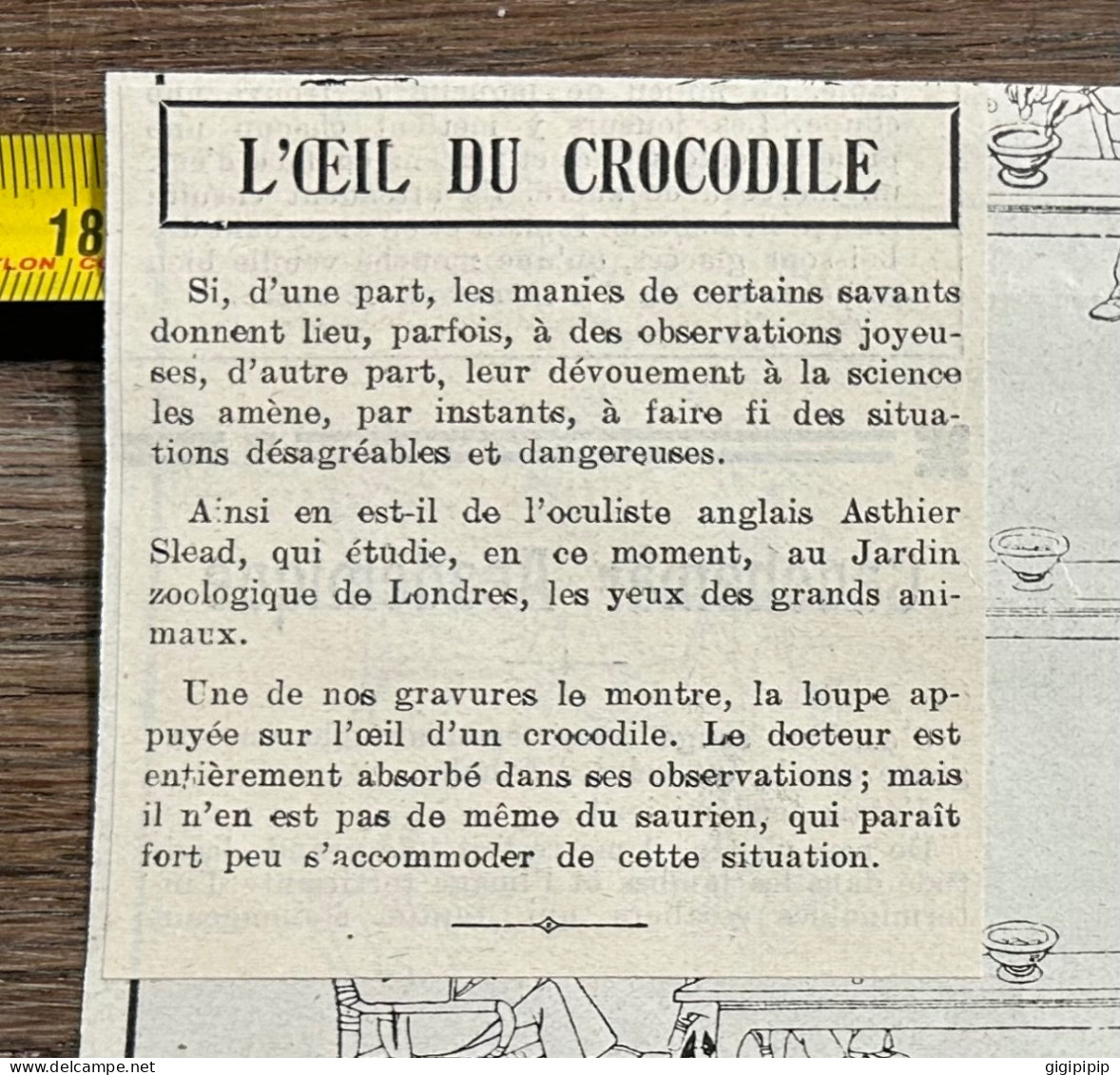 1908 PATI L'oculiste Arthur Head étudiant Au Jardin Zoologique De Londres, L'œil D'un Crocodile. - Collections