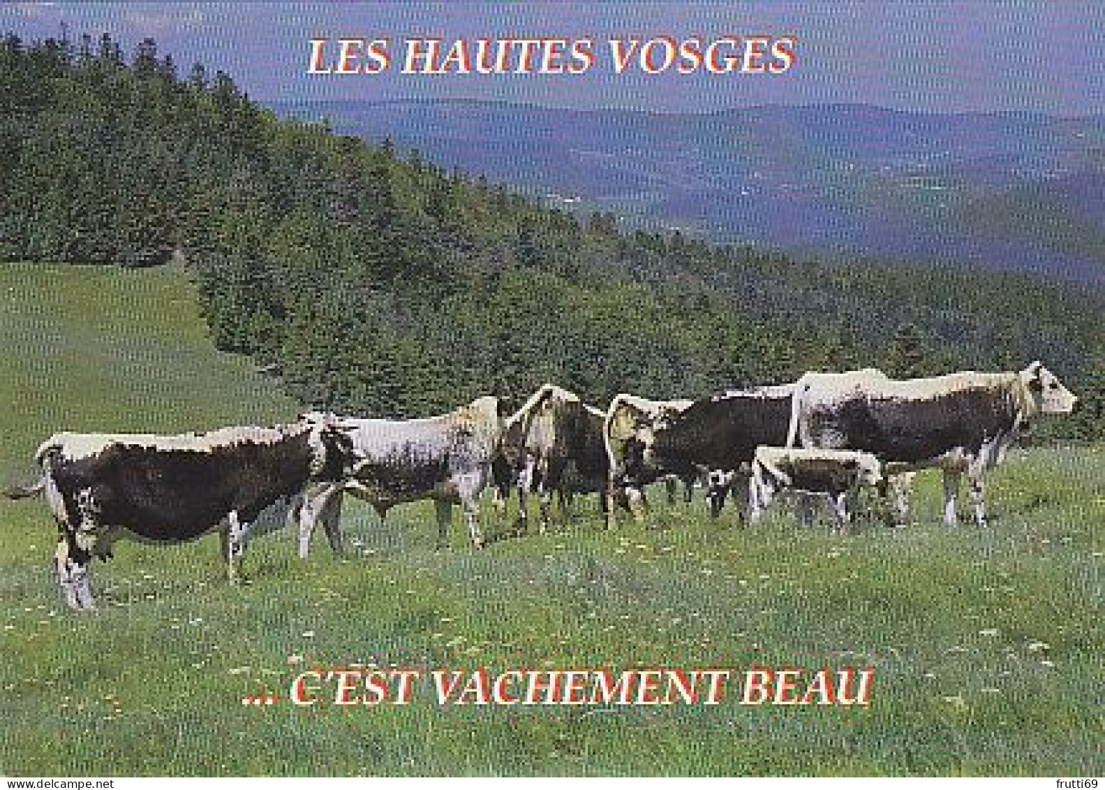 AK 210357 COW / KUH ... - Les Hautes Vosges - Cows