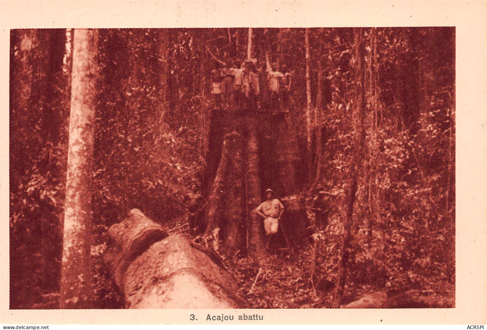 CÔTE-D'IVOIRE  BOUAKE  Arbre Pour La Scirie Compagnie Du Bois D'acajou  (Scans R/V) N° 22 \MO7011 - Ivory Coast