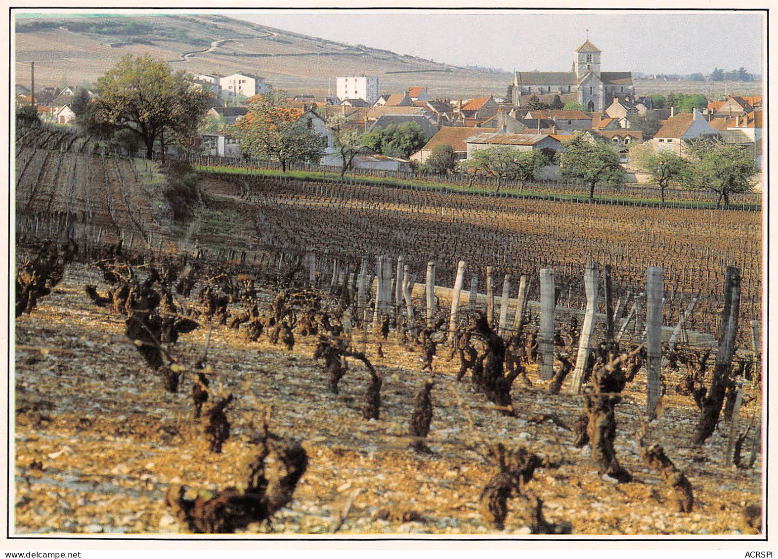 21 NUITS SAINT GEORGES Vue Panoramique De La Ville Et Des Vignes  Carte Vierge Non Circulé (Scans R/V) N° 11 \MO7014 - Nuits Saint Georges