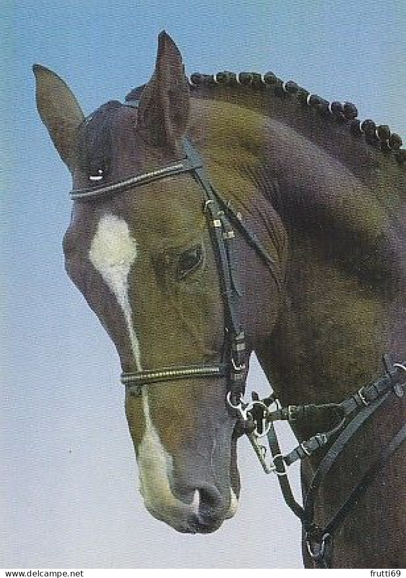AK 210372 HORSE / PFERD ... - Pferde