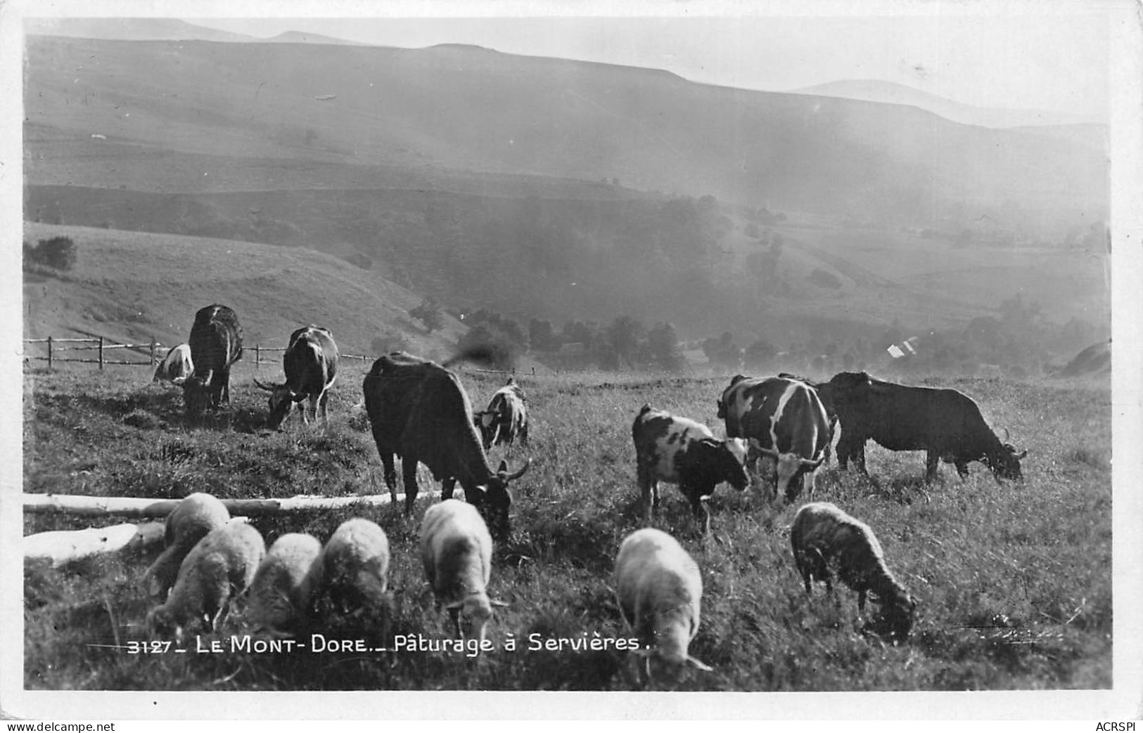 63 LE MONT DORE  Paturage Vaches Et Moutons à Servières (Scans R/V) N° 36 \MO7043 - Le Mont Dore