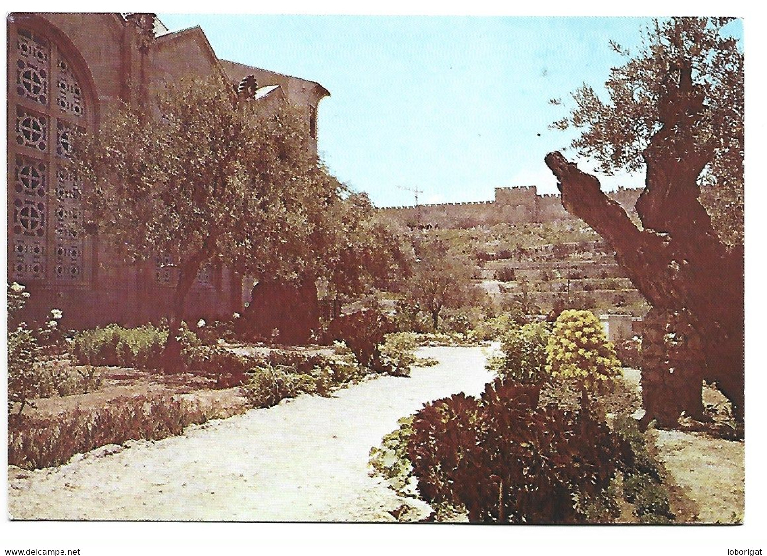 GARDEN OF GETHSEMANE / JARDIN DE GETHSEMANI.-  JERUSALEM.- ( ISRAEL ) - Israel